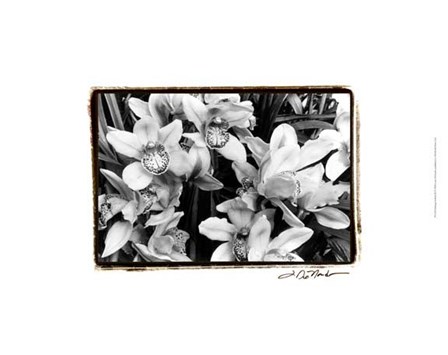 Striking Orchids III by Laura Denardo art print