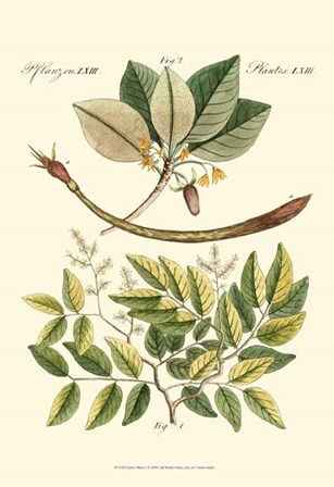 Native Plants I by Vision Studio art print