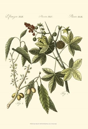 Native Plants II by Vision Studio art print