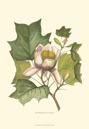 Tulip Tree by Marcelo Silva art print