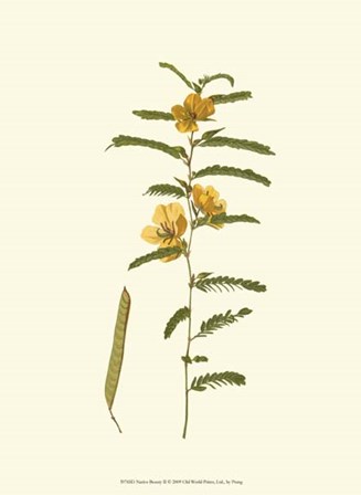 Native Beauty II by Louis Prang art print