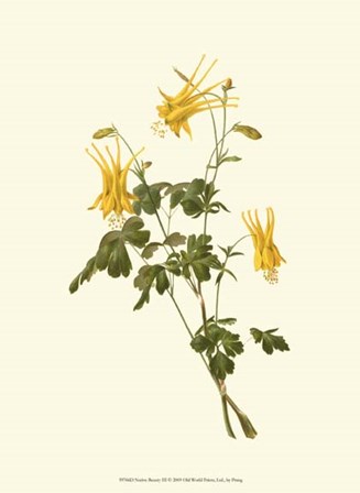 Native Beauty III by Louis Prang art print