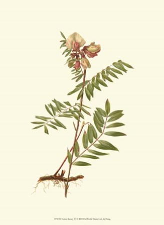 Native Beauty IV by Louis Prang art print
