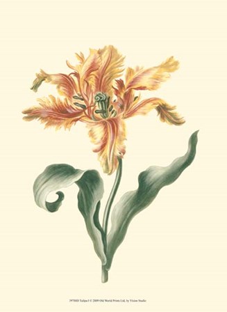 Tulipa I by Vision Studio art print