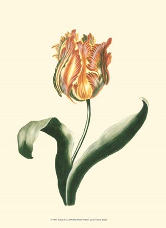 Tulipa II by Vision Studio art print