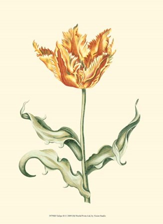 Tulipa III by Vision Studio art print