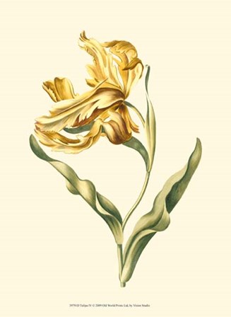 Tulipa IV by Vision Studio art print
