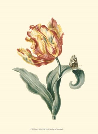 Tulipa V by Vision Studio art print