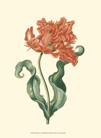 Tulipa VI by Vision Studio art print