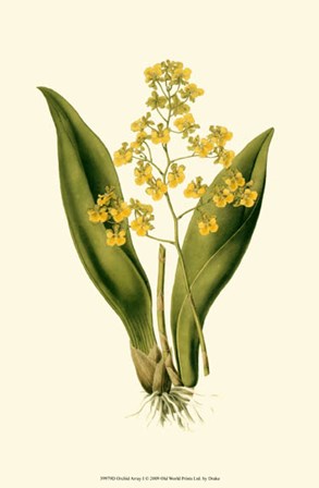 Orchid Array I by Kent l Drake art print