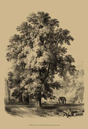 The Elm Tree art print