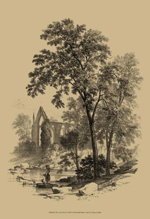 The Ash Tree art print