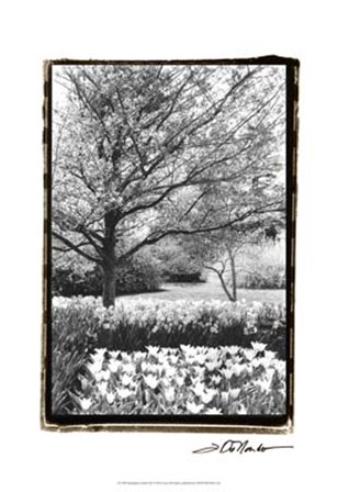 Springtime Garden III by Laura Denardo art print
