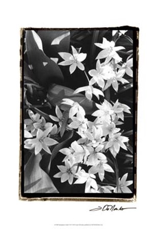 Springtime Garden VII by Laura Denardo art print