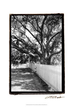 Summer Shade II by Laura Denardo art print