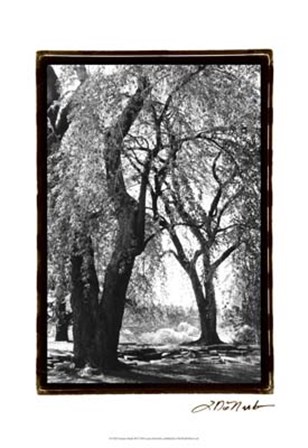 Summer Shade III by Laura Denardo art print