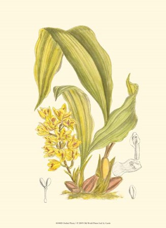 Orchid Plenty I by Edward S. Curtis art print