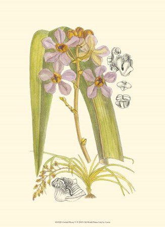 Orchid Plenty V by Edward S. Curtis art print