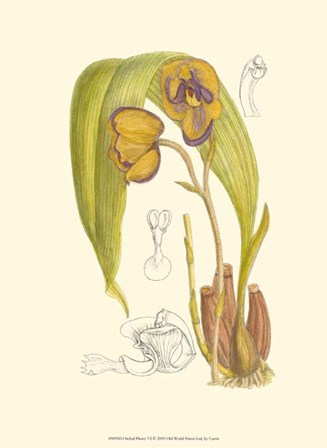 Orchid Plenty VI by Edward S. Curtis art print