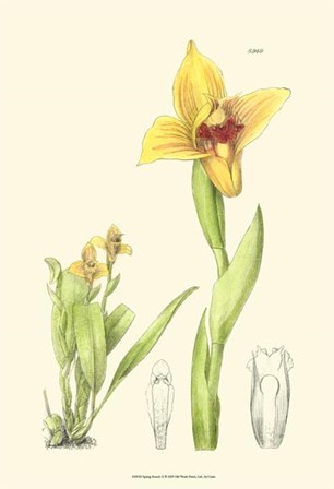Spring Bounty II by Edward S. Curtis art print