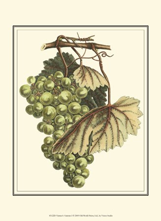 Vintner&#39;s Varieties I by Vision Studio art print