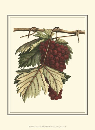 Vintner&#39;s Varieties II by Vision Studio art print