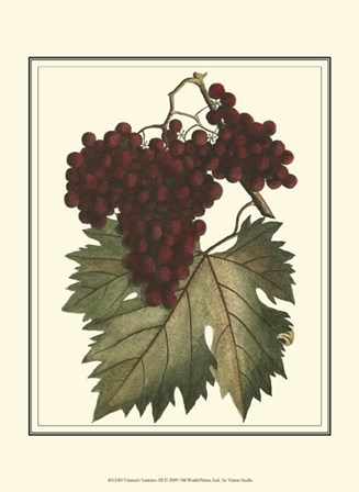 Vintner&#39;s Varieties III by Vision Studio art print