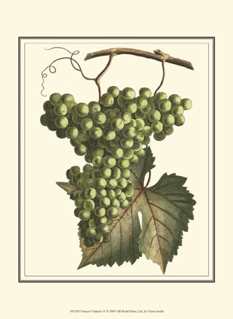 Vintner&#39;s Varieties IV by Vision Studio art print
