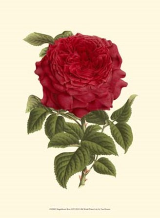 Magnificent Rose II by Francois Van Houtte art print