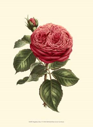 Magnificent Rose V by Francois Van Houtte art print