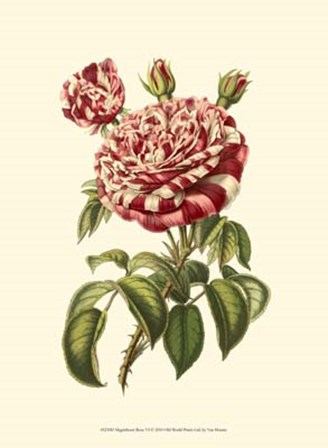 Magnificent Rose VI by Francois Van Houtte art print