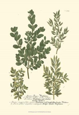 Leaves II by Johann Wilhelm Weinmann art print