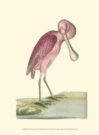 Roseate Spoonbill by Frederick P. Nodder art print