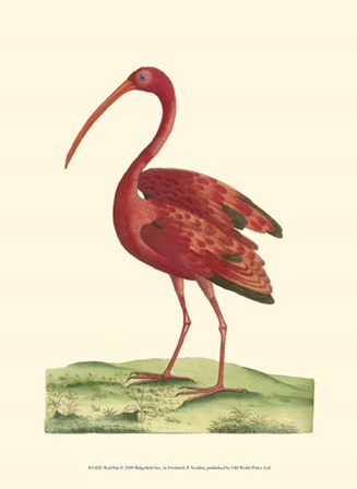 Red Ibis by Frederick P. Nodder art print