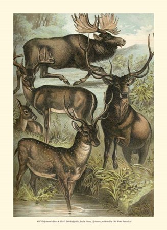 Johnson&#39;s Deer &amp; Elk by Henry J. Johnson art print