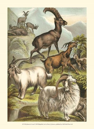 Johnson&#39;s Goats by Henry J. Johnson art print