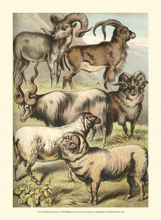 Johnson&#39;s Sheep by Henry J. Johnson art print