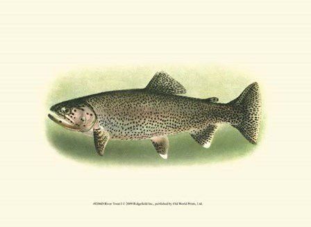 River Trout I art print