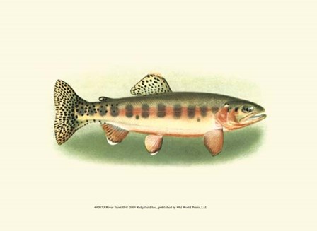 River Trout II art print