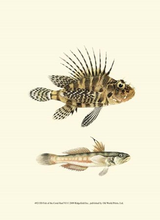 Fish of the Coral Reef VI art print