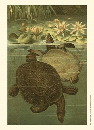 Pond Turtles by Louis Prang art print
