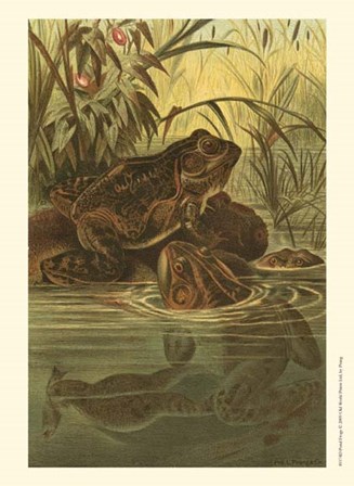 Pond Frogs by Louis Prang art print