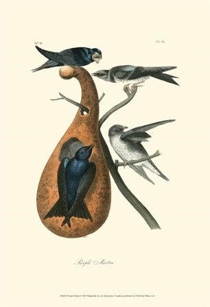 Purple Martin by John James Audubon art print
