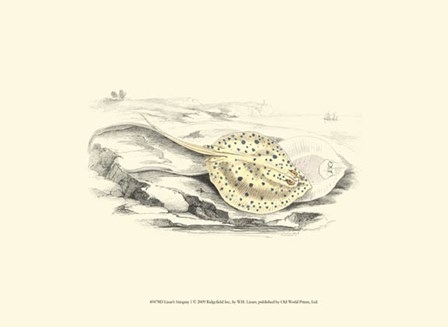 Lizars&#39; Stingray I by W.h. Lizars art print