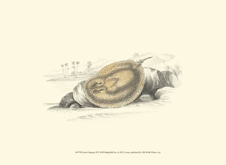 Lizars&#39; Stingray II by W.h. Lizars art print