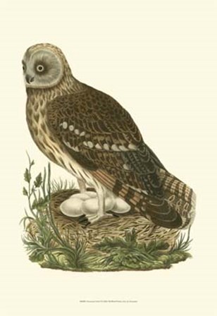 Nozeman Owls I art print
