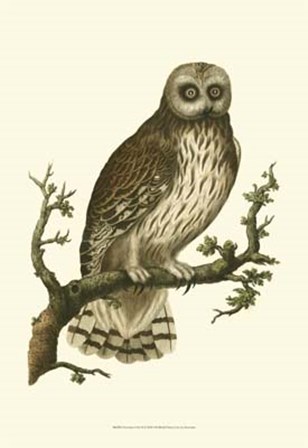 Nozeman Owls II art print