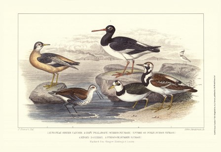Oyster Catchers by J. Stewart art print