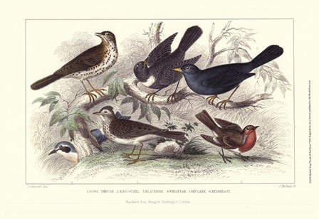 Skylark, Song Thrush, &amp; Red Breast by J. Stewart art print