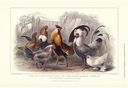 Roosters &amp; Hens by J. Stewart art print